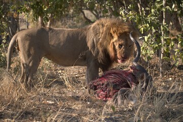 lion in wild savanna , Animal of africa