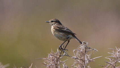 A stone chat perched 