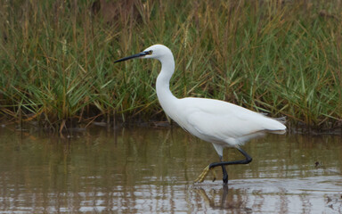 A little egret bird in the marshes