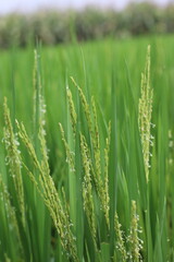 green wheat field