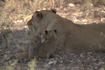 lion in wild savanna , Animal of africa