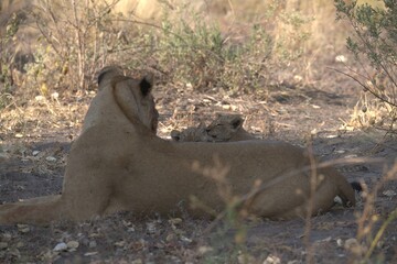 lion in wild savanna , Animal of africa
