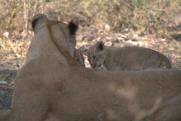 lion in wild savanna , Animal of africa