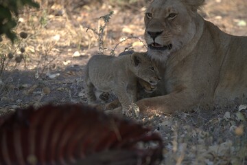 lion in wild savanna , Animal of africa