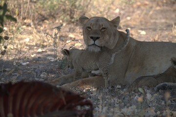 lion in wild savanna , Animal of africa