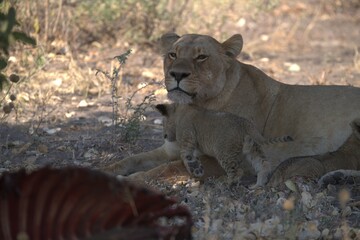 lion in wild savanna , Animal of africa