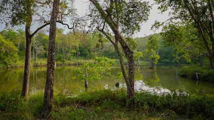 A forest lake reflects surrounding trees, offering peace and shelter to birds, animals, and aquatic life. Mist, stillness, and natural beauty create a magical atmosphere.