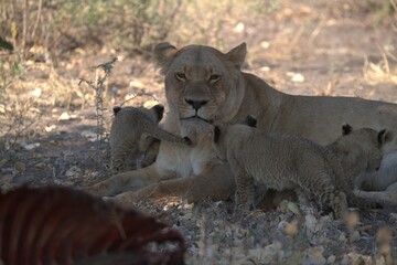 lion in wild savanna , Animal of africa