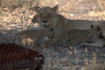 lion in wild savanna , Animal of africa