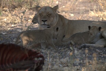lion in wild savanna , Animal of africa