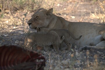 lion in wild savanna , Animal of africa