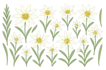 Floral collection featuring white flowers and green leaves in a vector style illustration suitable for various design projects