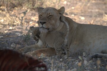 lion in wild savanna , Animal of africa