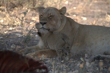 lion in wild savanna , Animal of africa