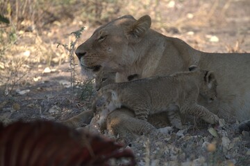 lion in wild savanna , Animal of africa