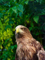 White-tailed eagle portrait isolated on green background
