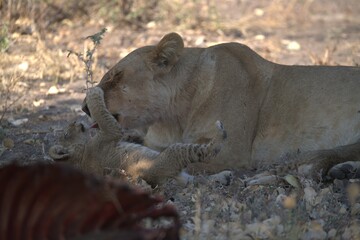 lion in wild savanna , Animal of africa