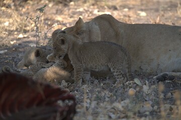 lion in wild savanna , Animal of africa