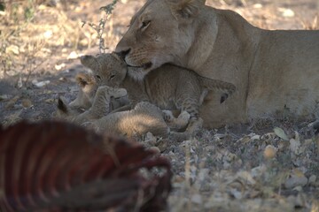 lion in wild savanna , Animal of africa
