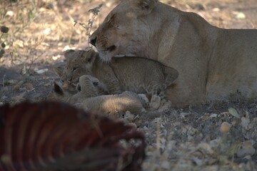 lion in wild savanna , Animal of africa