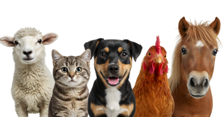 Farm animal faces portrait including a sheep, cat, dog, chicken, and horse in a diverse group against a white background.