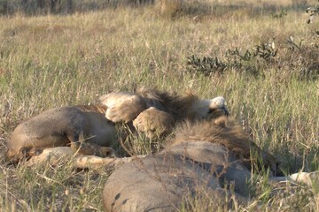 lion in wild savanna , Animal of africa