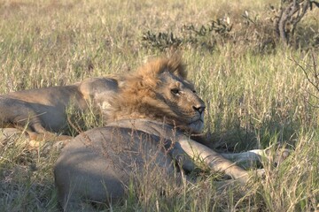 lion in wild savanna , Animal of africa