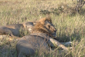 lion in wild savanna , Animal of africa