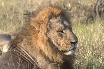lion in wild savanna , Animal of africa