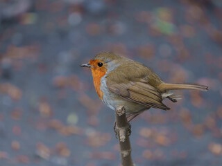 Beautiful robin perched