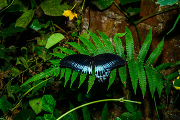 A Blue Mormon butterfly (Papilio polymnestor) is a large swallowtail species, the second largest...