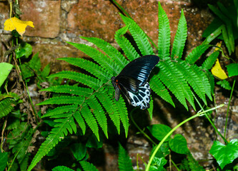 A Blue Mormon butterfly (Papilio polymnestor) is a large swallowtail species, the second largest...