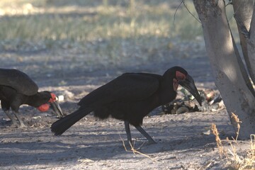 red billed hornbill