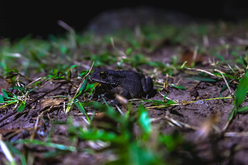 Naklejka premium A bird calls from above as a deer walks softly over dry leaves. Nearby, a gentle river flows, weaving life through the quiet forest scene.