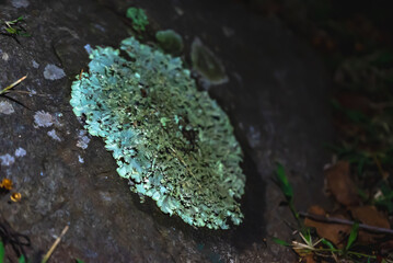 Lichens in India thrive across diverse habitats, from mountains to forests, serving as indicators of environmental health and contributing to biodiversity through symbiotic relationships.