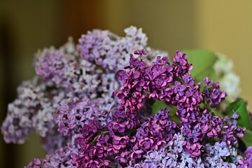 a bouquet of colorful lilacs in a vase on the table