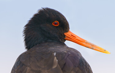 Oyster Catcher Bird