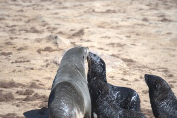 seal in sud africa , Animal of africa