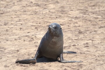 seal in sud africa , Animal of africa