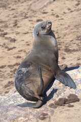 seal in sud africa , Animal of africa
