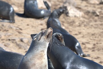Naklejka premium seal in sud africa , Animal of africa