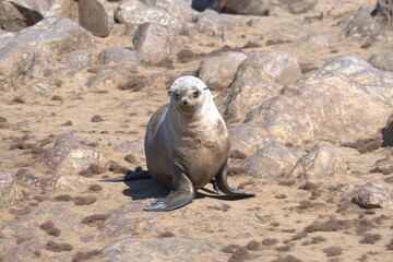 Obraz premium seal in sud africa , Animal of africa