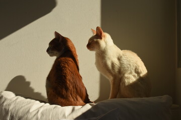 Gatos tomando sol