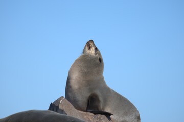 Fototapeta premium seal in sud africa , Animal of africa
