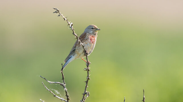 A common linnet perched on a branch