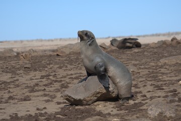 seal in sud africa , Animal of africa