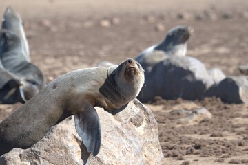 Obraz premium seal in sud africa , Animal of africa