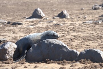 seal in sud africa , Animal of africa