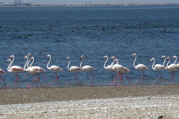 Naklejka premium flamingos in the lake