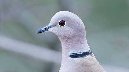A white collard dove